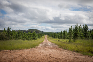 Wall Mural - Dirt road