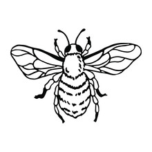 Honey Bee In Doodle Style. Hand Drawn Clip Art Illustration.