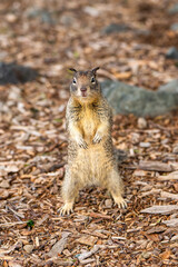 Wall Mural - California ground squirrel (Spermophilus beecheyi) stands directly in front of the camera. 