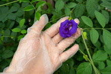 The Gloved Hand Select Purple Butterfly Pea Flowers To Make Herbal Drink