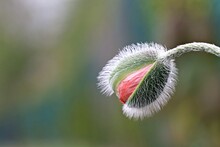 Opening Hairy Poppy With A Pleasant Red Flower Wrapped In A Green Shell. Photo 4k