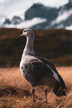 Goose In Brown Grass Field With Scenic Background