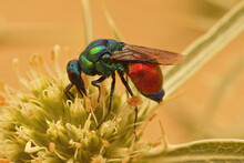 Closeup On A Brilliant Metallic Colored Emerald Cuckoo Wasp, Stilbum Cyanurum, Sipping Nectar From A Green Eryngo Flower