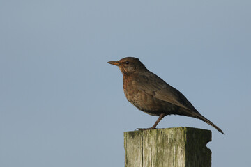 Wall Mural - a stunning female blackbird, turdus merula, perched on a post.