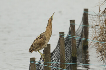 Wall Mural - a rare bittern, botaurus stellaris, perched up on a post at the edge of a lake looking up at the sky