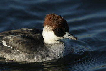 Wall Mural - a head shot of a smew, mergus albellus, swimming on a lake. it has been diving down into the water t