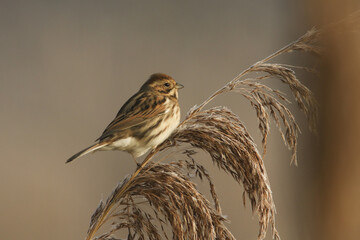 Wall Mural - a stunning reed bunting, emberiza schoeniclus, perched and feeding on the seeds of a reed at the wat