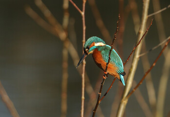 Wall Mural - a pretty female kingfisher, alcedo atthis, perching on a branch. it has been diving into the river c