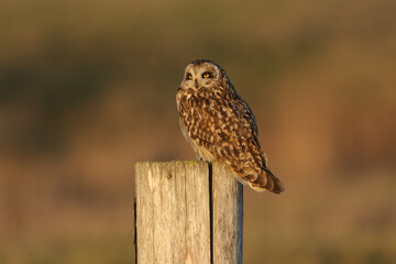 Wall Mural - a beautiful short-eared owl, asio flammeus, perched on a fence post.