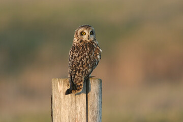 Poster - A beautiful Short-eared Owl, Asio flammeus, perched on a fence post.