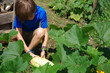 © minicel73 - jardinage - enfant ramassant des courgettes au potager