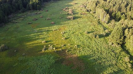 Aerial view of forest edge and grass field border during a summer day. Green trees and glade clearing top view. Stock photo from above