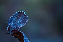 Frozen Leaf In Back Light And Out Of Focus Background.