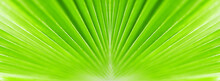 Green Palm Tree Leaf Closeup Background, Tropical Leaves Texture, Abstract Natural Backdrop Nature Banner, Botanical Pattern, Plant Wallpaper, Spring Summer Decor, Eco Design Organic Frame, Copy Space