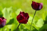 Fototapeta Tulipany - Burgundy-red Colored Tulip Flower on delicate green Background