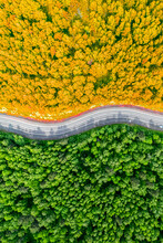 Yellow Autumn And Green Summer Forest Separated By A Winding Road. Aerial View From A Drone Vertical Photo Concept Background