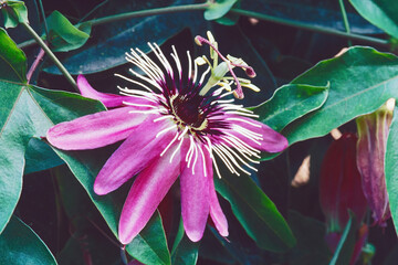 Wall Mural - passion flower Victoria