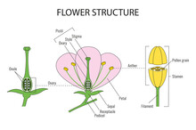 Part Of A Flower Biological Diagram