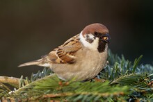 Tree Sparrow Shells A Seed On A Fir Branch. Moravia. Europe.