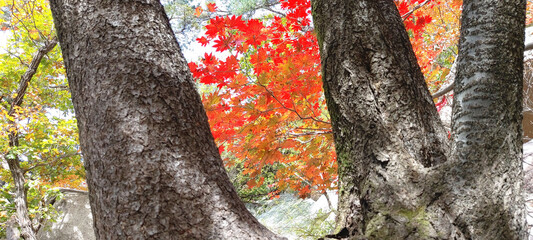 Wall Mural - Large trees and autumn leaves.I feel like I'm hiding behind the tree because I'm ashamed of the bright red autumn leaves.