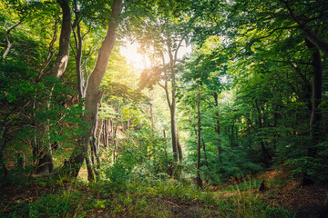 Wall Mural - green forest with sun peaking through the leaves