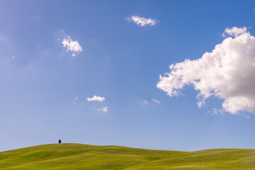 Wall Mural - Lone tree on the horizon in Val d'Orcia Tuscany