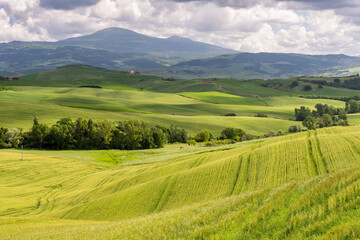 Wall Mural - Verdant farmland in Val d'Orcia Tuscany