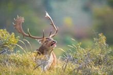 Fallow Deer Stag, Dama Dama, With Big Antlers During Rutting In Autumn Season