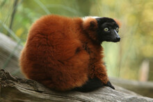 Portrait Of A Red Ruffed Lemur
