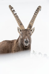 Sticker - Vertical portrait of Alpine ibex in winter season (Capra ibex)