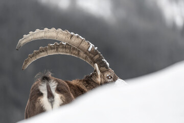 Sticker - Fine art portrait of Alpine ibex male immersed in the snow (Capra ibex)