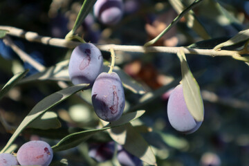 Wall Mural - ripe black olives on a branch close up macro