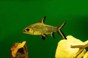 Fish Bala shark in aquarium on a green background (Balantiocheilos Melanopterus).