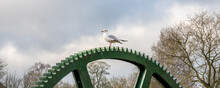 Gull Perched On The Old Mill Wheel By The Weir Near Wetherby Bridge, Wetherby, North Yorkshire, England, United Kingdom.