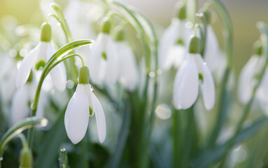 Canvas Print - snowdrops on bokeh background in sunny spring garden under sunbeams.