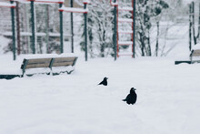 Two Crows In The Snow. City Crows On The Playground In Winter. The Bird Warily Looks Away