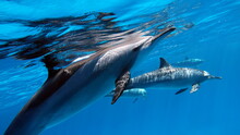 Dolphins. Spinner Dolphin. Stenella Longirostris Is A Small Dolphin That Lives In Tropical Coastal Waters Around The World. 

