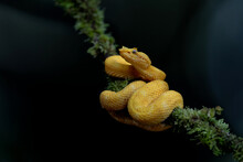 Eyelash Pit Viper, Yellow Morph With A Dark Background And Copy Space Close To Sarapiqui In Costa Rica