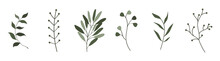 Set Of Botanical Elements, Leaves, Flowers, Branches. Stylized Vector Graphics.