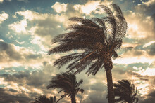 Palm Trees Swaying In The Wind Against Sunset Sky Background. Windy Winter Day In Egypt. Color Toned Image