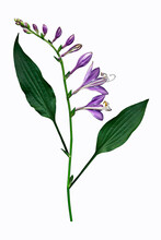 Purple Hosta Blooms On White