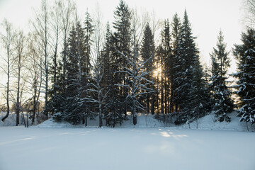 Winter forest