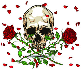 Hand drawn illustration of double red roses and skull with falling petals in tattoo style design.