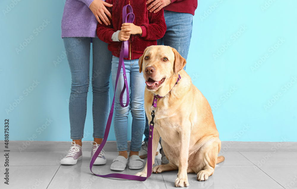 Funny Labrador dog with family near blue wall