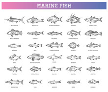 Saltwater Fish Set. Types Marine And Ocean Fish