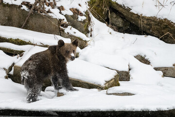 Wall Mural - Brown Bear, Ursus arctos, Bieszczady Mts., Carpathians, Poland.