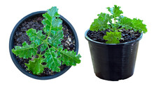 Two Pots Of Kale Planted In White Background, Die-cut, Side, And Top View