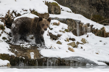 Wall Mural - Brown Bear, Ursus arctos, Bieszczady Mts., Carpathians, Poland.