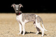 Full body portrait of an italian whippet puppy with blue eyes