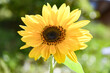 yellow sunflower in the garden
